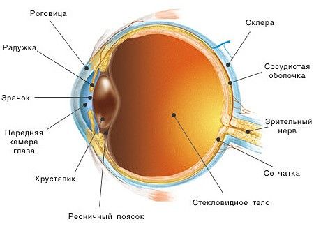 зрение человека