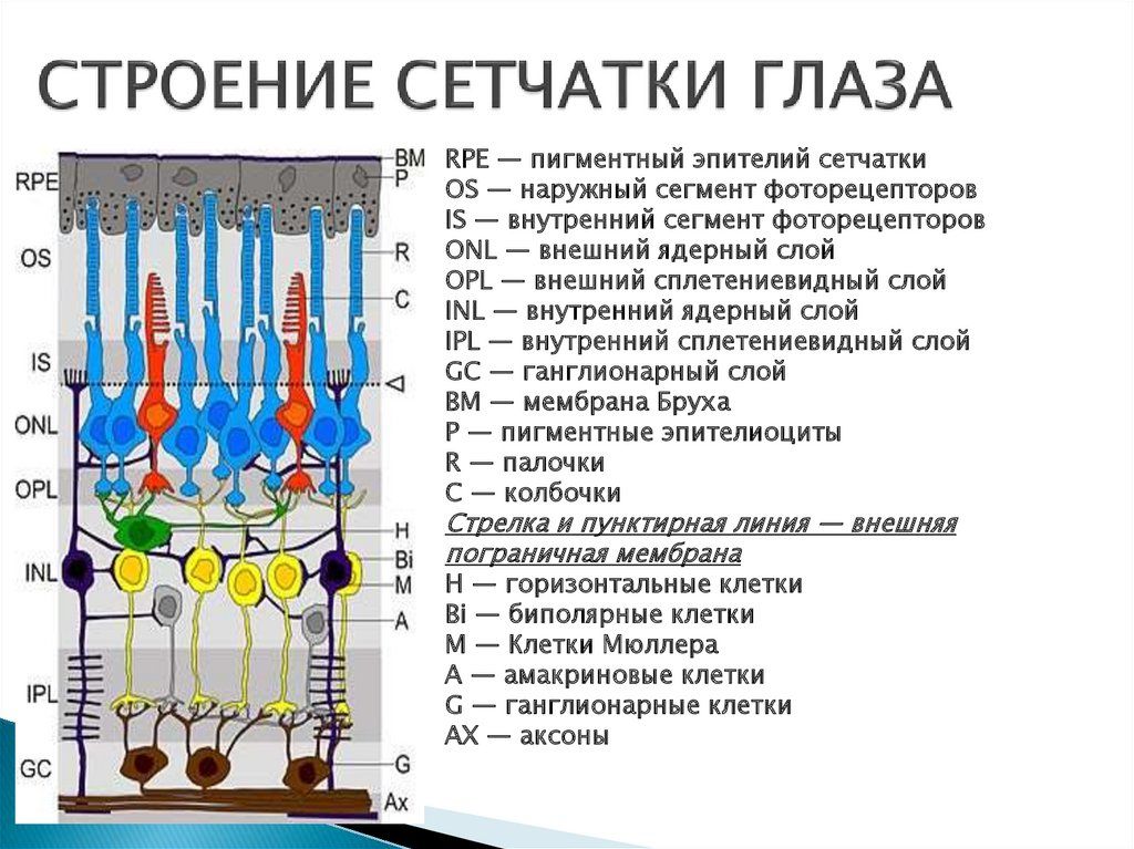 слои сетчатки глаза