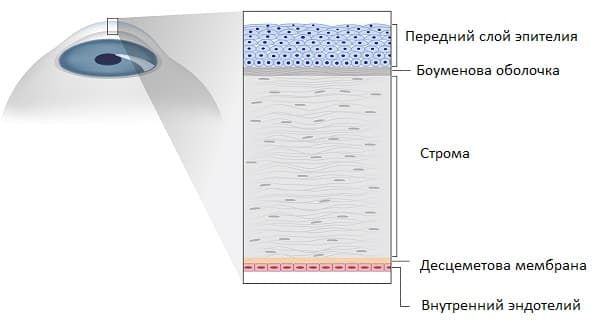 роговица это