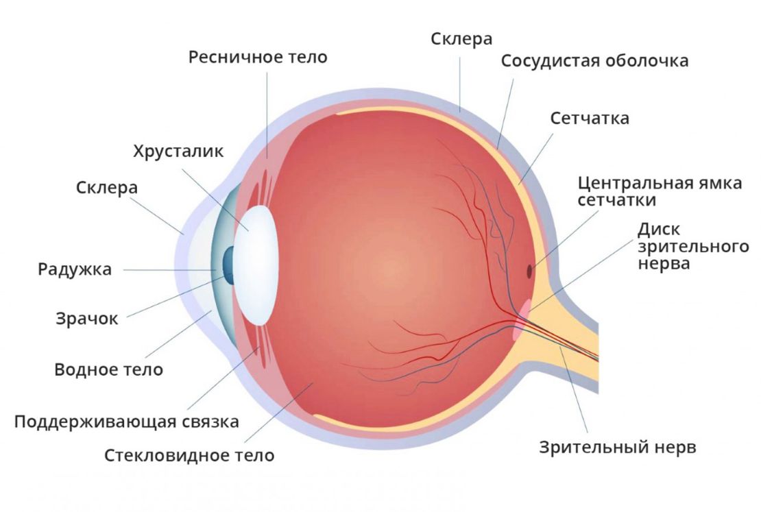 анатомия глаза