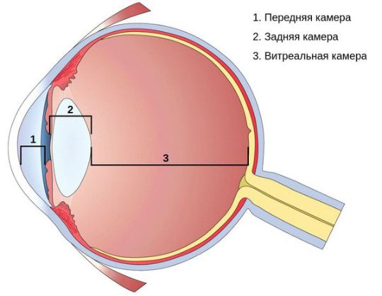 передняя камера глаза