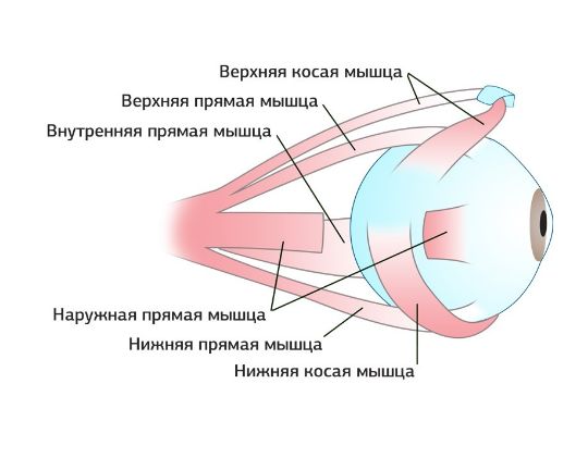 строение глаза, глазные мышцы
